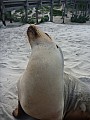 2014-07-10 11.46.48 P1000734 Simon - Sea Lion up close and personal.jpeg: 3000x4000, 4778k (2014 Aug 09 16:41)
