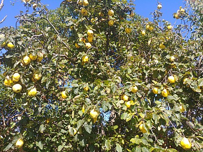 Quince tree 1.jpg: 4160x3120, 8373k (2020 Apr 12 16:42)
