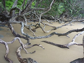 Pohutukawa
Photo: Simon
2012-12-30 18.11.58; '2012 Dec 30 18:11'
Original size: 4,000 x 3,000; 6,979 kB
2012-12-30 18.11.58 P1040538 Simon - Pohutukawa.jpeg