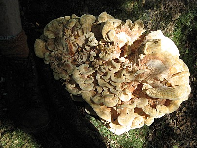 Fungi
Photo:&nbsp;Brian
2013-01-26&nbsp;10.40.12;&nbsp;'2013 Jan 26 10:40'
Original size:&nbsp;3,072 x 2,304; 1,084 kB
2013-01-26 10.40.12 IMG_2799 Brian - fungi.jpeg