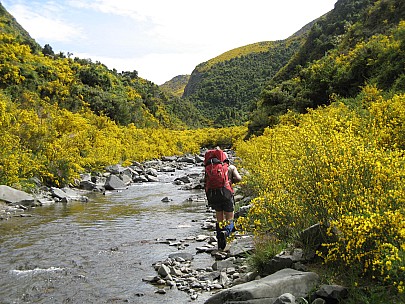 2013-11-15 11.08.50 IMG_2970 Brian - Conway River and Yellow Broom.jpeg: 3072x2304, 1523k (2013 Nov 15 11:08)