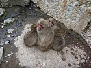 2015-02-13 11.03.12 P1010505 Simon - Snow Monkeys huddling.jpeg: 4000x3000, 6927k (2015 Jun 07 14:13)