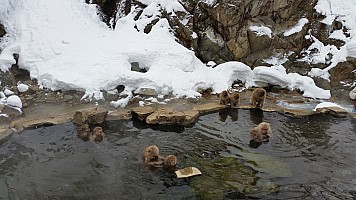 Jigoku Valley Snow Monkeys - in onsen
Photographer;&nbsp;Jim
2015-02-13&nbsp;10.50.14;&nbsp;Metadata time: '2015 Feb 13 10:50'
Original size:&nbsp;5,312 x 2,988; 4,924 kB
Filename: 2015-02-13 10.50.14 Jim - Jigoku Valley Snow Monkeys - in onsen.jpeg