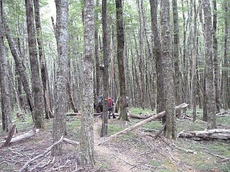 2016-01-07 16.55.20 P1040130 Philip - track through the beech forest.jpeg: 4320x3240, 5072k (2016 Jan 07 16:55)