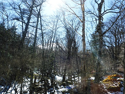 View of forest from Bus
Photographer;&nbsp;Simon
2016-03-02&nbsp;10.57.32;&nbsp;Metadata time: '2016 Mar 02 10:57'
Original size:&nbsp;4,608 x 3,456; 6,328 kB
Filename: 2016-03-02 10.57.32 P1000794 Simon - view of forest from Bus.jpeg