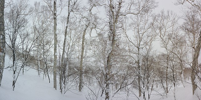In the An'nupuri trees
Photographer;&nbsp;Simon
2016-02-25&nbsp;11.15.46;&nbsp;Metadata time: '2016 Feb 25 11:15'
Original size:&nbsp;8,794 x 4,371; 40,897 kB;&nbsp;stitch
Filename: 2016-02-25 11.15.46 Panorama Simon - in the An'nupuri trees_stitch.jpg