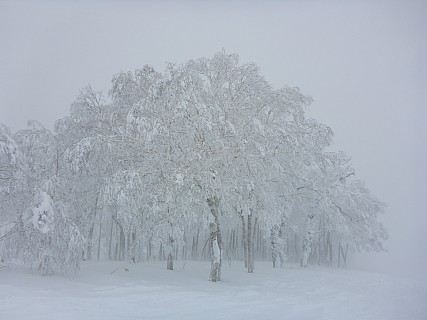 Rusutsu trees
Photographer;&nbsp;Simon
2016-02-27&nbsp;11.14.19;&nbsp;Metadata time: '2016 Feb 27 11:14'
Original size:&nbsp;4,608 x 3,456; 6,090 kB
Filename: 2016-02-27 11.14.19 P1000505 Simon - Rusutsu trees.jpeg
