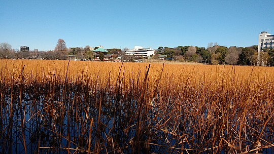 2017-01-11 12.17.31 IMG_20170111_121730841 Simon - Benten Hall across Hasu Pond.jpeg: 4160x2340, 2525k (2017 Jan 11 16:21)