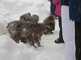 Nozawa Onsen, Jigokudani