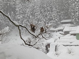 Nozawa Onsen, Jigokudani