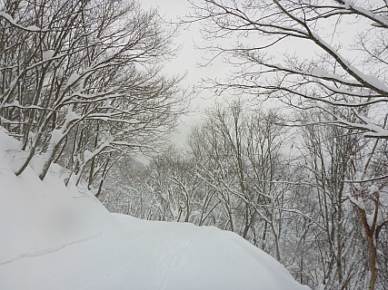 Tanuji course track, off Skyline
Photographer;&nbsp;Simon
2017-01-16&nbsp;11.07.12;&nbsp;Metadata time: '2017 Jan 16 11:07'
Original size:&nbsp;4,608 x 3,456; 5,939 kB
Filename: 2017-01-16 11.07.12 P1010313 Simon - Tanuji course track, off Skyline.jpeg