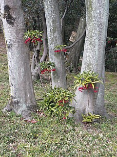 Trees With Red Berries
Photographer;&nbsp;Anne
2017-01-22&nbsp;11.20.33;&nbsp;Metadata time: '2017 Jan 22 11:20'
Original size:&nbsp;3,456 x 4,608; 9,021 kB
Filename: 2017-01-22 11.20.33 IMG_9222 Anne - trees with red berries.jpeg