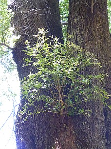 Rata
Photo: Brian
2017-12-03 11.55.31; '2017 Dec 03 11:55'
Original size: 3,000 x 4,000; 4,420 kB
2017-12-03 11.55.31 P1010058 Brian - Rata.jpeg