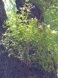 Mistletoe
Photographer;&nbsp;Simon
2017-12-03&nbsp;12.46.41;&nbsp;Metadata time: '2017 Dec 03 12:46'
Original size:&nbsp;3,456 x 4,608; 5,443 kB
Filename: 2017-12-03 12.46.41 P1010787 Simon - Mistletoe.jpeg