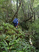 Tunnel Creek Hut to Paringa Rock Biv