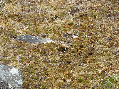 Southern Dotterel
Photographer;&nbsp;Simon
2019-11-12&nbsp;12.41.34;&nbsp;Metadata time: '2019 Nov 12 12:41'
Original size:&nbsp;4,608 x 3,456; 6,013 kB
Filename: 2019-11-12 12.41.34 P1020992 Simon - Southern Dotterel.jpeg