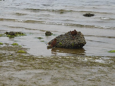 West End Beach weka
Photo: Brian
2019-11-16 11.27.17; '2019 Nov 16 11:27'
Original size: 4,000 x 3,000; 4,634 kB
2019-11-16 11.27.17 P1020081 Brian - West End Beach weka.jpeg