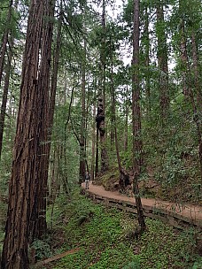 Simon in Muir Woods Hillside trail
Photo: Jim
2020-02-29 15.55.21; '2020 Feb 29 15:55'
Original size: 3,024 x 4,032; 6,283 kB
2020-02-29 15.55.21 GS8 Jim - Simon in Muir Woods Hillside trail.jpeg