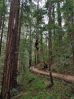 Simon in Muir Woods Hillside trail
Photographer;&nbsp;Jim
2020-02-29&nbsp;15.55.21;&nbsp;Metadata time: '2020 Feb 29 15:55'
Original size:&nbsp;3,024 x 4,032; 6,283 kB
Filename: 2020-02-29 15.55.21 GS8 Jim - Simon in Muir Woods Hillside trail.jpeg