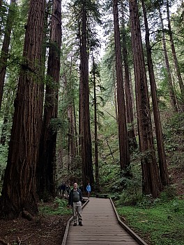 Simon in Muir Woods
Photo: Jim
2020-02-29 15.33.02; '2020 Feb 29 15:33'
Original size: 3,024 x 4,032; 5,221 kB
2020-02-29 15.33.02 GS8 Jim - Simon in Muir Woods.jpeg