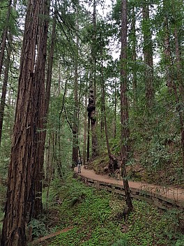 Simon in Muir Woods Hillside trail
Photo: Jim
2020-02-29 15.55.21; '2020 Feb 29 15:55'
Original size: 3,024 x 4,032; 6,283 kB
2020-02-29 15.55.21 GS8 Jim - Simon in Muir Woods Hillside trail.jpeg