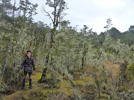 Three Mile Stream Hut to Hurunui Hut