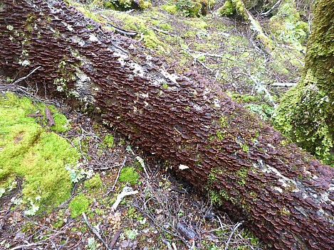 Three Mile Stream Hut to Hurunui Hut