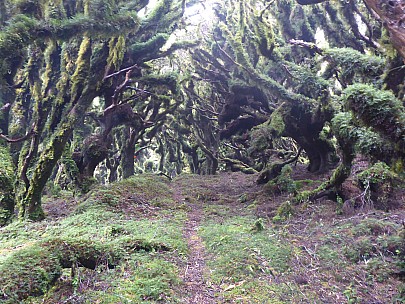 Mossy trees
Photographer;&nbsp;Simon
2021-12-11&nbsp;09.54.31;&nbsp;Metadata time: '2021 Dec 11 09:54'
Original size:&nbsp;4,608 x 3,456; 6,086 kB
Filename: 2021-12-11 09.54.31 P1030699 Simon - Mossy trees.jpeg