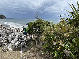 Mananui Bush, Mahinapua, Wanganui River, Oneone