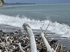 Mananui Bush, Mahinapua, Wanganui River, Oneone