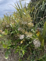 Mananui Bush, Mahinapua, Wanganui River, Oneone