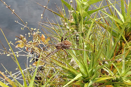 2022-03-07 11.43.59 LG6 Simon - Spider at Lake Wombat_cr.jpg: 2656x1776, 2667k (2022 Dec 04 08:20)