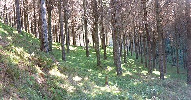Pine forest
Photo: Adrian
2022-04-15 16.30.27
Original size: 5,913 x 3,102; 3,940 kB; stitch
2022-04-15 16.30.27 P1030748 Adrian - Pine forest_stitch.jpg