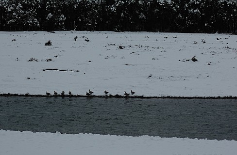 Paradise Ducks in snow
Photographer;&nbsp;Alan
2022-08-01&nbsp;09.36.06;&nbsp;Metadata time: '2022 Aug 01 09:36'
Original size:&nbsp;4,608 x 3,024; 4,975 kB;&nbsp;cr
Filename: 2022-08-01 09.36.06 DSC02871 Alan - Paradise Ducks in snow_cr.jpg