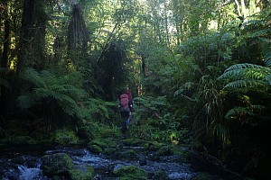 Moeraki River to Middle Head hut