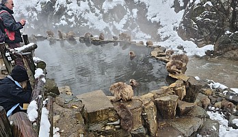 Prince Hotel East Wing to Hotel Alpenburg; visit to the Jigokudani Snow Monkeys
Snow Monkey Onsen
Photo: Adrian
2024-03-06 12.41.31; '2024 Mar 06 12:41'
Original size: 9,248 x 5,322; 10,906 kB; cr
2024-03-06 12.41.31 S20+ Adrian - Snow Monkey Onsen_cr.jpg