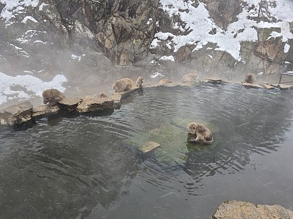 Snow Monkey Onsen
Photographer;&nbsp;Adrian
2024-03-06&nbsp;12.46.46;&nbsp;Metadata time: '2024 Mar 06 12:46'
Original size:&nbsp;9,248 x 6,928; 11,703 kB
Filename: 2024-03-06 12.46.46 S20+ Adrian - Snow Monkey Onsen.jpeg