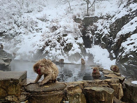 Snow Monkey Onsen
Photo: Simon
2024-03-06 12.42.29; '2024 Mar 06 16:42'
Original size: 9,248 x 6,936; 18,773 kB
2024-03-06 12.42.29 S20+ Simon - Snow Monkey Onsen.jpeg