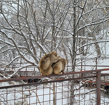 Snow Monkeys one the track to the Higashitake Gondola str cr
Photo: Adrian
2024-03-07 10.31.23; '2024 Mar 07 14:31'
Original size: 2,778 x 2,676; 3,767 kB; {i:2;}
2024-03-07 10.31.23 S20+ Adrian - Snow Monkeys one the track to the Higashitake Gondola_str_cr.jpg Snow Monkeys one the track to the Higashitake Gondola str cr
Photo: Adrian
2024-03-07 10.31.23; '2024 Mar 07 14:31'
Original size: 2,778 x 2,676; 3,767 kB; {i:2;}
2024-03-07 10.31.23 S20+ Adrian - Snow Monkeys one the track to the Higashitake Gondola_str_cr.jpg