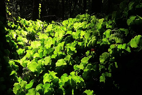 Kidney fern in the sunlight
Photo:&nbsp;Brian
2025-05-05&nbsp;09.45.26;&nbsp;'2025 May 05 09:45'
Original size:&nbsp;4,990 x 3,326; 5,181 kB;&nbsp;cr
2025-05-05 09.45.26 IMG_1487 Brian - Kidney fern in the sunlight_cr.jpeg