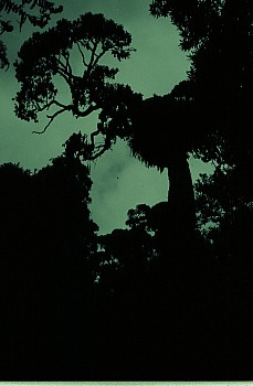 Old rimu, Warrens Bush, South Makara{$:PhotosTitle
14750005
;&nbsp;Metadata time: '2026 Jan 19 21:03'
Original size:&nbsp;1,024 x 1,568; 843 kB
Filename: 14750005.jpg}