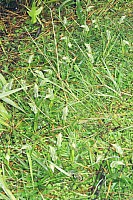 day03-000-061_061-bew.jpeg: 1024x1544, 399k (2007 Jan 02 11:10)