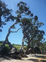 Okuptu Pohutukawa
Photo: Simon
2013-01-01 14.27.14; '2013 Jan 01 14:27'
Original size: 3,000 x 4,000; 5,372 kB
2013-01-01 14.27.14 P1040583 Simon - Okuptu Pohutukawa.jpeg