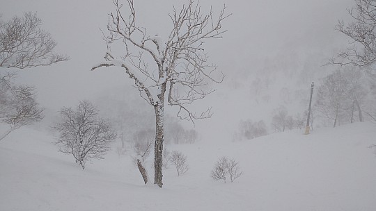 Trees in Joppin course area
Photographer;&nbsp;Simon
2016-02-24&nbsp;12.21.09;&nbsp;Metadata time: '2016 Feb 24 12:21'
Original size:&nbsp;4,160 x 2,340; 2,137 kB
Filename: 2016-02-24 12.21.09 IMG_20160224_122110046 Simon - trees in Joppin course area.jpeg