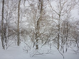 Skiing Niseko