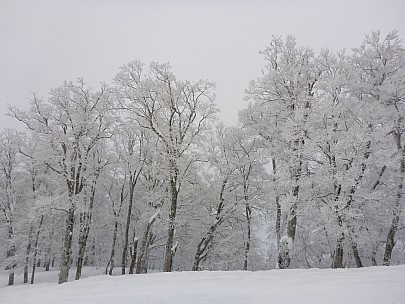 2017-01-19 15.44.40 P1010470 Simon - snow covered trees beside Yamabiko-D course.jpeg: 4608x3456, 6185k (2017 Jan 29 10:22)