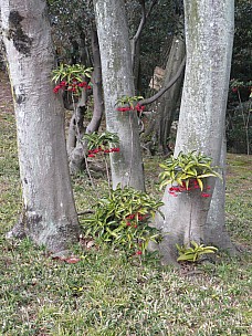 2017-01-22 11.20.33 IMG_9222 Anne - trees with red berries.jpeg: 3456x4608, 9021k (2017 Jan 26 18:37)