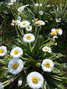 Alpine Daisies
Photographer;&nbsp;Simon
2019-01-15&nbsp;10.04.13;&nbsp;Metadata time: '2019 Jan 15 10:04'
Original size:&nbsp;3,456 x 4,608; 5,404 kB
Filename: 2019-01-15 10.04.13 P1020460 Simon - alpine daisies.jpeg