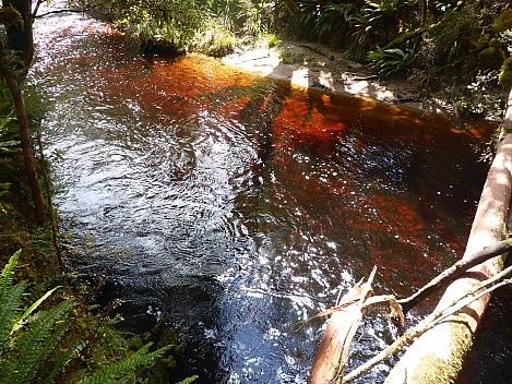 2019-11-11 14.31.26 P1020951 Simon - tannin coloured Rakeahua River.jpeg: 4608x3456, 6387k (2019 Nov 11 14:31)