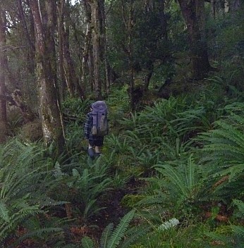 2019-11-11 17.05.56 P1000733 Jim - Brian on Rakeahua track in forest_cr.jpg: 3188x3240, 3737k (2019 Nov 11 17:05)